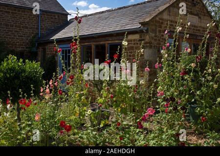 Roses trémières en dehors de Cotswold cottage en anglais,jardin,engalnd cotswolds Banque D'Images