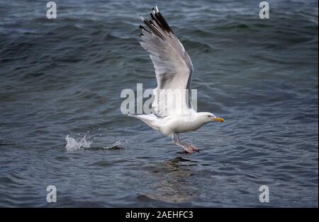 Goéland argenté (Larus argentatus, seul adulte décoller de mer, Northumberland, Angleterre. Banque D'Images