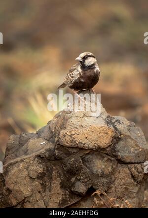 Sparrow gris soutenu lark assis sur un rocher dans les prairies sèches du Maharashtra Banque D'Images