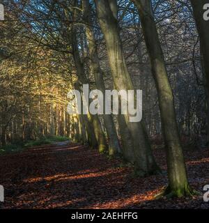 Une rangée de hêtres Fagus sylvatica dans un automne brumeux Thorndon Park North à Brentwood dans l'Essex. Banque D'Images