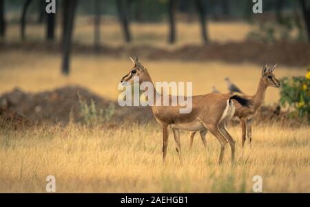Chinkara ou gazelle indienne dans les prairies de l'intérieur du Maharashtra Banque D'Images