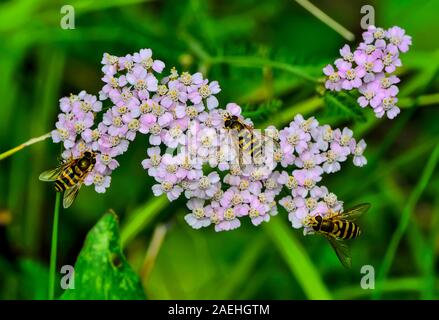 Trois hoverflies ou mouches syrphides ou fleurs, (Syrphidae) va nourrir de nectar de fleurs d'achillée rose en fleurs. Wasp-comme des mouches avec un jaune vif- Banque D'Images