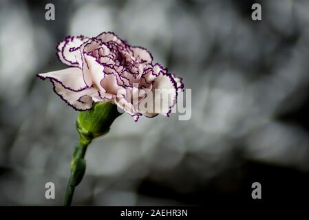 Oeillet blanc avec bords grenat et lumineux abstract background Banque D'Images