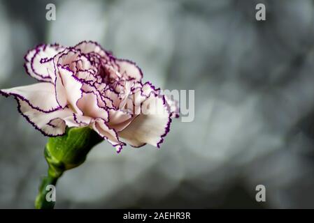 Oeillet blanc avec bords grenat et lumineux abstract background Banque D'Images