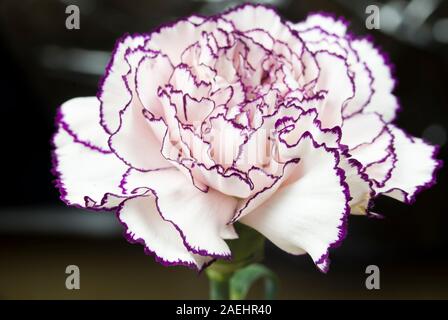 Oeillet blanc avec bords grenat et lumineux abstract background Banque D'Images