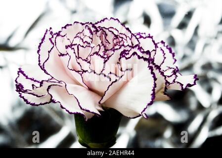 Oeillet blanc avec bords grenat et lumineux abstract background Banque D'Images