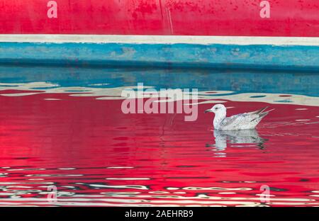 Goéland argenté (Larus argentatus, seul adulte natation dans le port avec voile reflétée dans l'eau, Largs, Northumberland, Angleterre. Banque D'Images