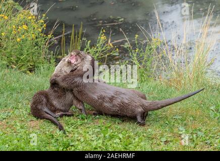 Paire de loutres (Lutra lutra eurasienne) jouer les combats dans l'eau Banque D'Images