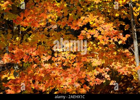 Un magnifique érable de couleur à l'automne sur pied Parkway West dans le Great Smoky Mountains National Park. Banque D'Images