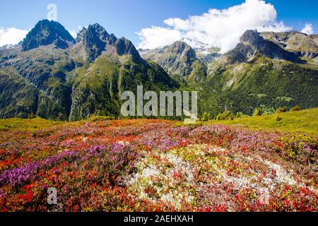 L'Aiguille Rouge vont de l'Aiguillette des Posettes avec myrtille coloration des plantes jusqu'à la fin de l'été. Banque D'Images