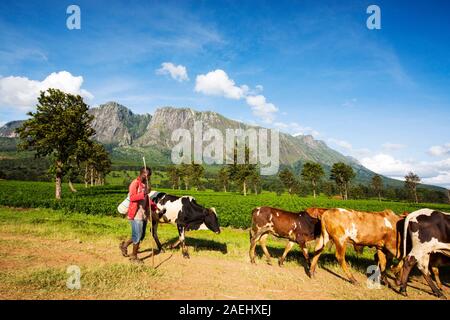 Les plantations de thé sur le bas des pentes du mont Mulanje au Malawi, l'Afrique, avec un élevage fermier ses vaches. Banque D'Images