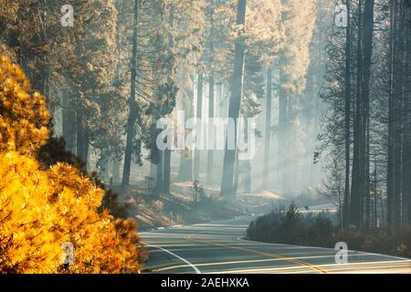 La lumière du soleil les arbres de mettre en surbrillance la fumée de l'incendie qui a brûlé King 97 717 hectares de la Forêt nationale d'El Dorado, en Californie, USA. À la suite d'une u Banque D'Images