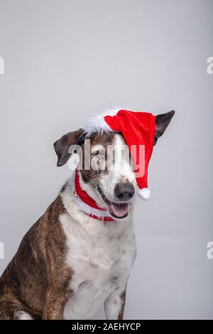 Portrait de chien podenco avec un chapeau de Noël sur fond blanc Banque D'Images