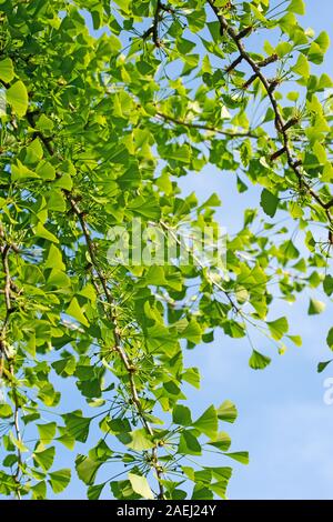 Les jeunes feuilles de l'arbre de ginkgo, Ginkgo biloba Banque D'Images