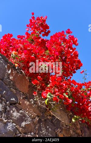 Bougainvilliers, San Miguel de Allende, Mexique Banque D'Images