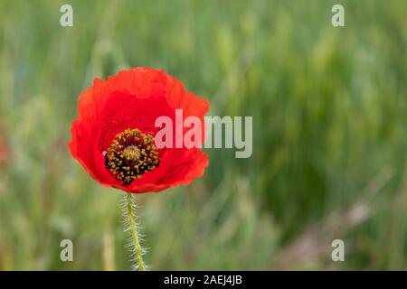 Rouge Coquelicot Banque D'Images