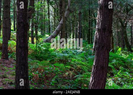 Tronc d'arbre incliné et incurvé dans une forêt de conifères à Daresbury Firs avec le vent soufflant les fougères sur le sol Banque D'Images