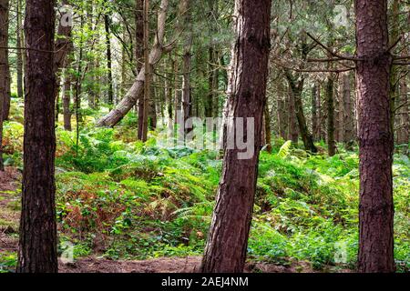 Un certain nombre de pins à Whitchurch Firs, Warrington - certains tout droit et certains se penchant et courbes Banque D'Images