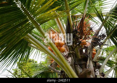 Coco orange mûre sur un cocotier. Coconut tas croissant sur un palmier Banque D'Images