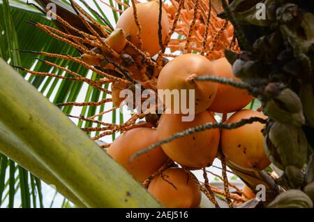 Coco orange mûre sur un cocotier. Tas de noix de coco qui poussent sur un palmier. Close-up Banque D'Images
