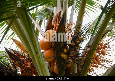 Coco orange mûre sur un cocotier. Tas de noix de coco qui poussent sur un palmier. Close-up Banque D'Images