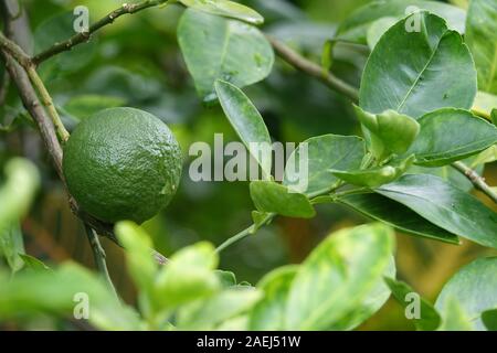 Lime vert sur une branche d'arbre. Citron vert frais. Close-up Banque D'Images