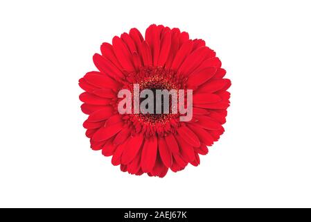 Fleur gerbera rouge isolé sur fond blanc. Banque D'Images