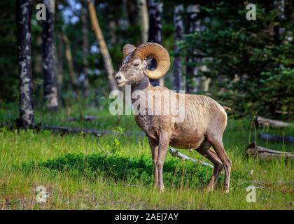 Mouflons, Ovis canadensis, dans les Rocheuses canadiennes, le parc national Banff, Alberta, Canada. Banque D'Images