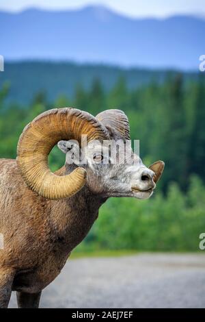 Mouflons, Ovis canadensis, dans les Rocheuses canadiennes, le parc national Banff, Alberta, Canada. Banque D'Images