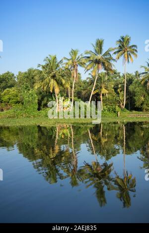 Palmiers de la Backwaters Keralan, Inde Banque D'Images