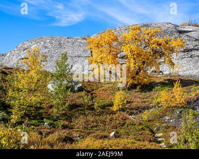 Forêt de bouleaux en automne, Leirdal valley, région de montagne de Jotunheimen, Lom, Oppland, Norvège Banque D'Images