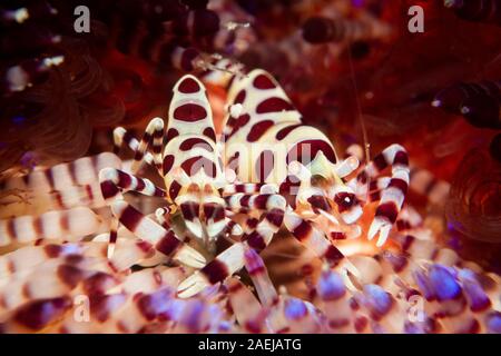 Une paire de crevettes Periclimenes colemani Colemans - - se cacher dans les épines d'un oursin de feu toxiques - Asthenosoma varium. Prises dans le Parc National de Komodo. Banque D'Images