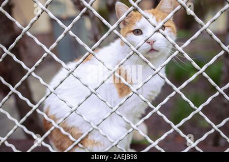 Un beau blanc - orange cat à la recherche à travers une grille, désir d'être libre. Banque D'Images