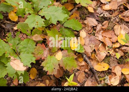 Vue de dessus à l'arbre de chêne de plus en plus petit au milieu d'une dispersion des feuilles tombées. Banque D'Images