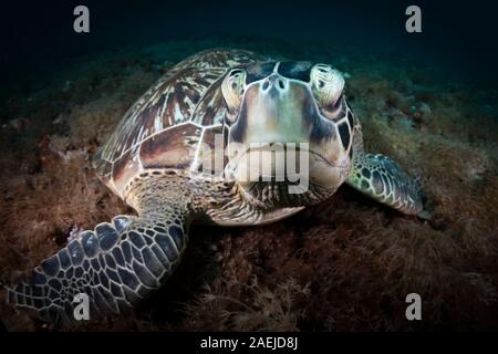Une tortue verte belle et en voie de disparition - La Tortue verte Chelonia mydas - se réfugier dans les eaux chaudes du Parc Marin National de Komodo en Indonésie. Banque D'Images