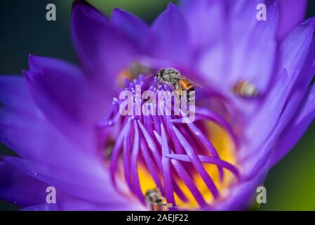 Prend les abeilles nectar de la belle fleur de lotus ou nénuphar violet. Photo macro d'abeille et la fleur. Banque D'Images
