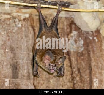 Bat dans le Pantanal Banque D'Images