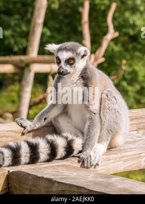 Close up of a Ring Tailed lemur assis sur une clôture à l'Apenheul aux Pays-Bas. Banque D'Images