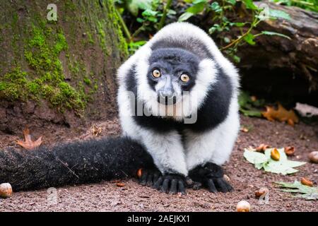 Un noir et blanc de la Gélinotte Lemur est assis sur le sol à l'Apenheul à Apeldoorn, aux Pays-Bas. Banque D'Images
