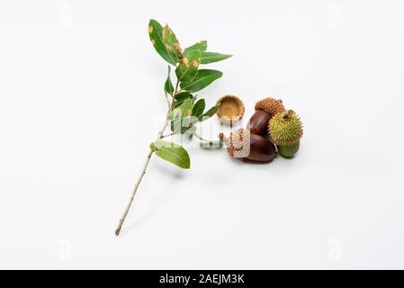 Gros plan deux sèches et un vert glands avec branches et feuilles sur un fond blanc. Banque D'Images