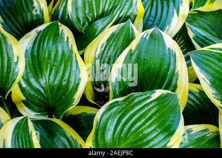 Hosta Reine Josephine Banque D'Images