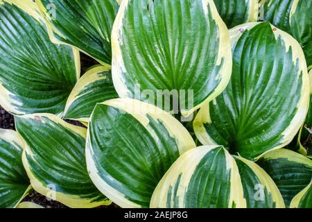 HostA Queen Josephine feuilles fraîches et variées Banque D'Images