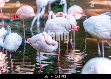 Groupe de flamants roses, Brasil Foz do Iguazu. Avec selective focus Banque D'Images