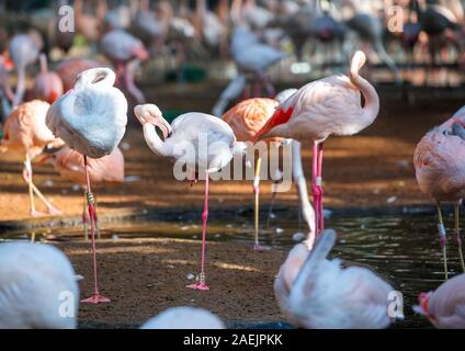 Groupe de flamants roses, Brasil Foz do Iguazu. Avec selective focus Banque D'Images