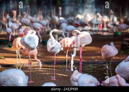 Groupe de flamants roses, Brasil Foz do Iguazu. Avec selective focus Banque D'Images