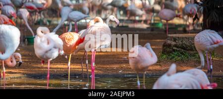 Groupe de flamants roses, Brasil Foz do Iguazu. Avec selective focus Banque D'Images