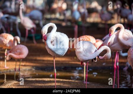 Groupe de flamants roses, Brasil Foz do Iguazu. Avec selective focus Banque D'Images