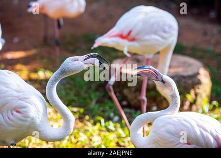 Groupe de flamants roses, Brasil Foz do Iguazu. Avec selective focus Banque D'Images