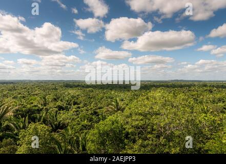 Orange Walk, Belize - 16 novembre, 2019. Vue du ciel et de la jungle à partir de la partie supérieure du haut temple construit par le peuple Maya à Lamanai. Banque D'Images