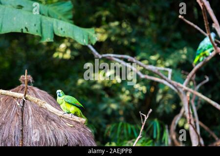Perroquet vert est assis sur une branche, Brasil Foz do Iguazu. Avec selective focus Banque D'Images